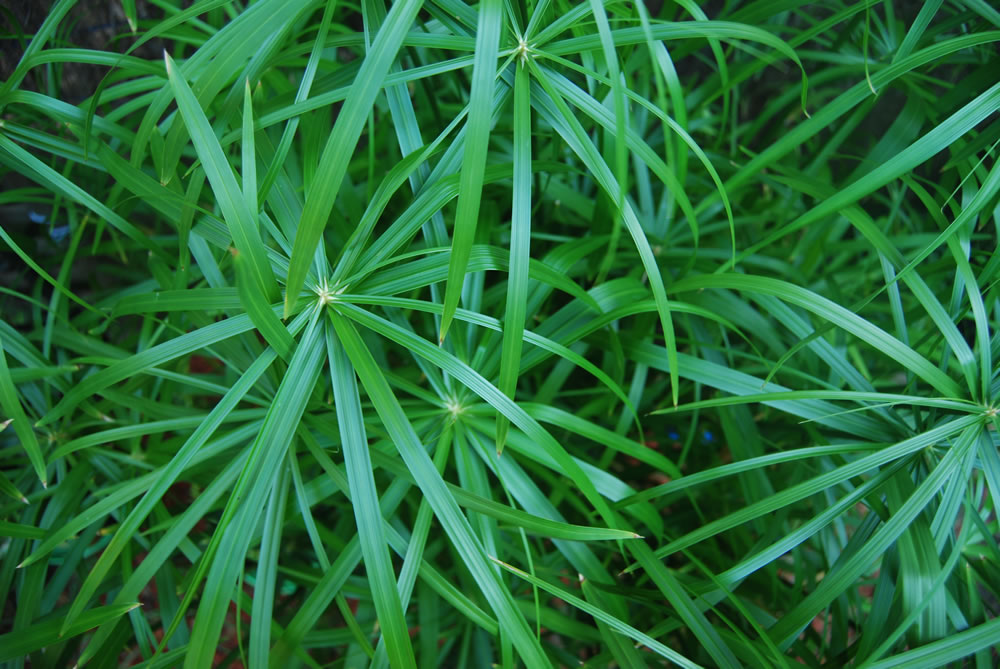 cyperus alternifolius plants