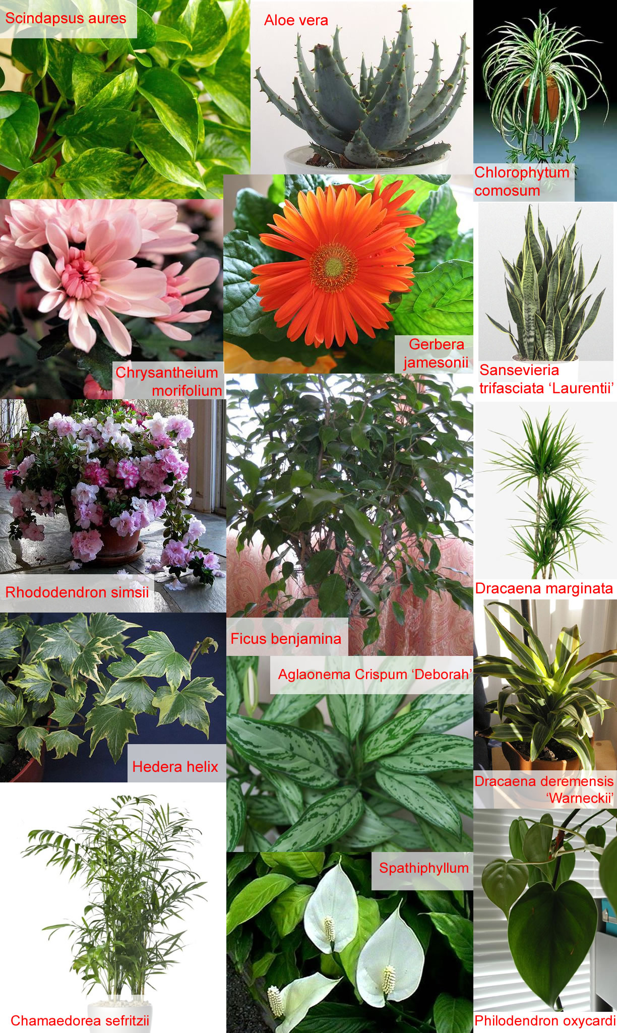 Aerial Plants Examples