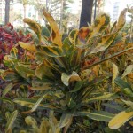 Codiaeum variegatum Spirale
