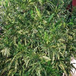 Codiaeum variegatum angustifolium