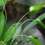 Codiaeum variegatum appendiculatum