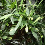 Codiaeum variegatum appendiculatum