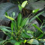 Codiaeum variegatum appendiculatum
