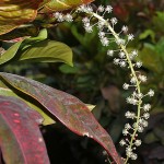 Codiaeum variegatum flowers