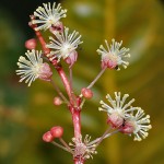 Codiaeum variegatum flowers