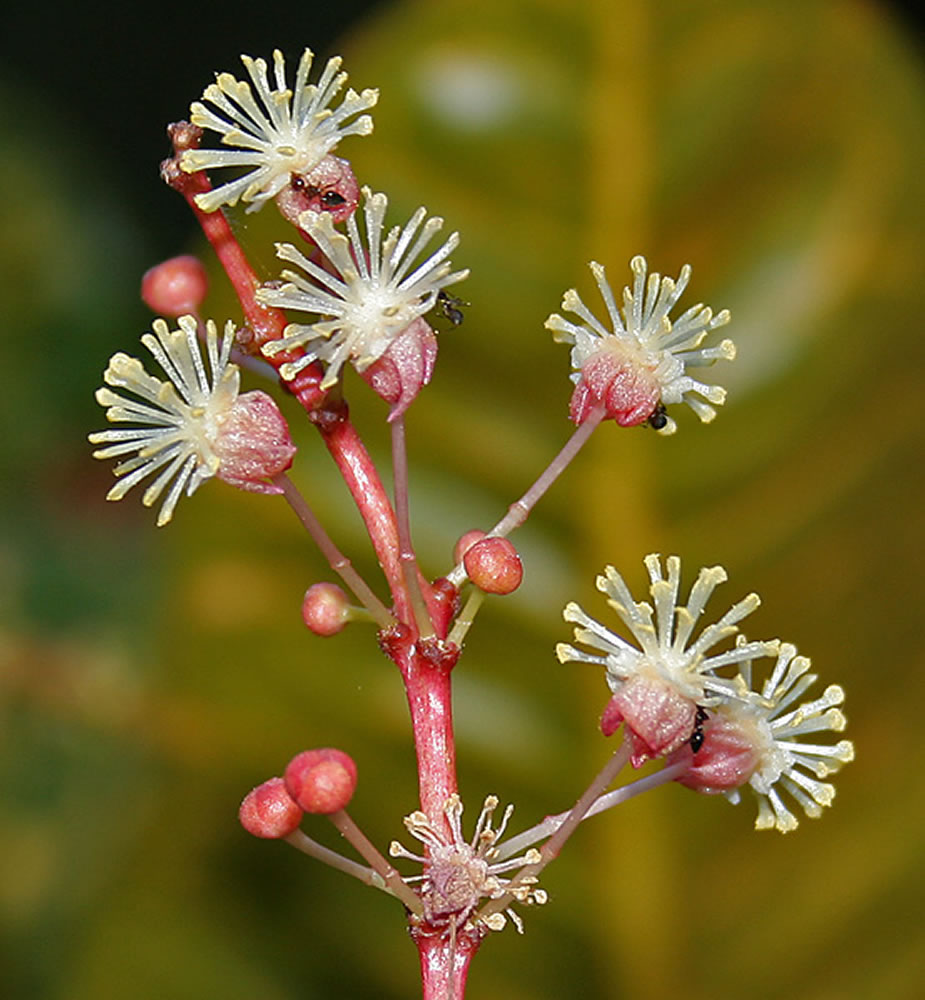 Plants & Flowers » Codiaeum variegatum