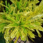 Codiaeum variegatum pictum Craigii