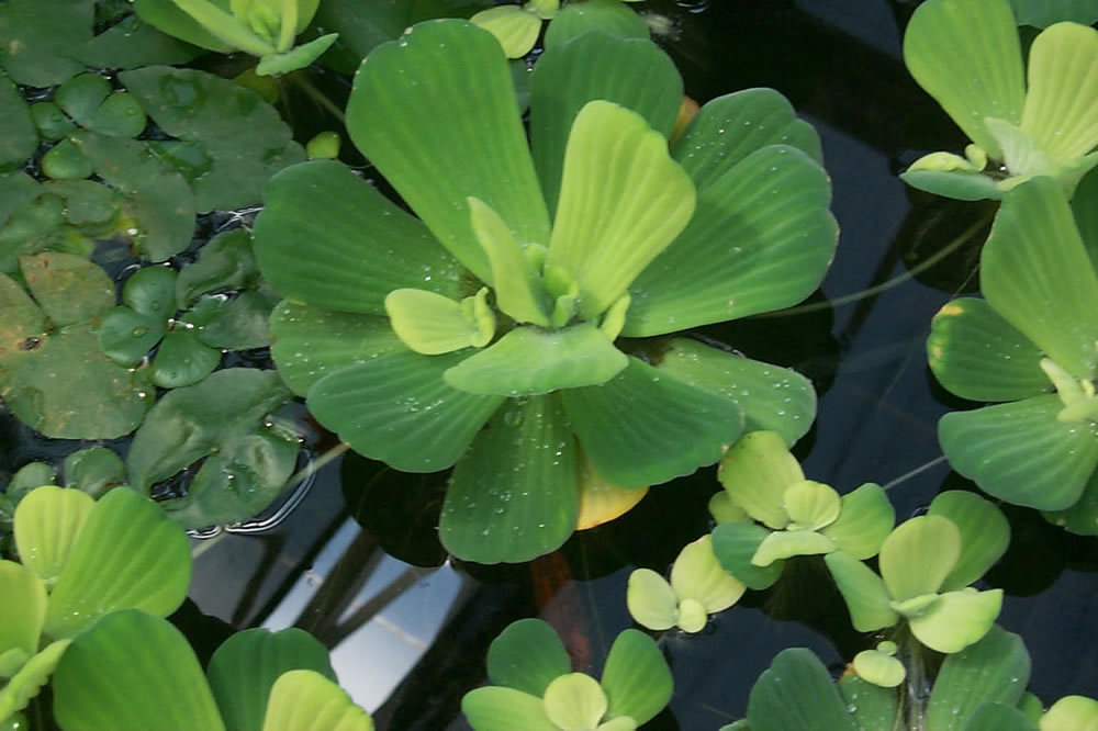 pistia stratiotes plants aquarium
