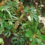 Begonia caroliniifolia