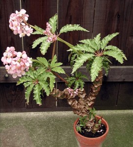 Begonia caroliniifolia