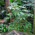 Begonia caroliniifolia