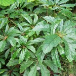 Begonia caroliniifolia