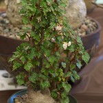 Begonia dregei 