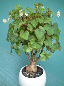 Begonia dregei