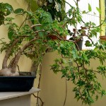 Begonia dregei