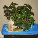 Begonia dregei - bonsai