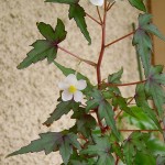 Begonia dregei - female flower