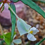 Begonia dregei - female flower