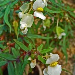 Begonia dregei flowers