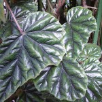 Begonia incarnata leaves