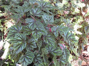 Begonia incarnata