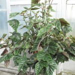 Begonia incarnata