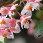 Begonia incarnata flowers