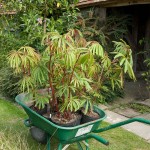 Begonia luxurians