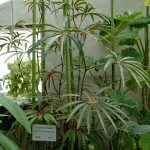 Begonia luxurians