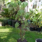 Begonia luxurians