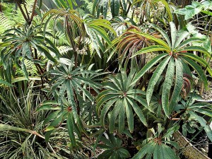 Begonia luxurians