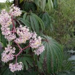 Begonia luxurians