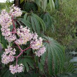 Begonia luxurians 