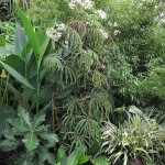 Begonia luxurians