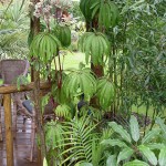 Begonia luxurians