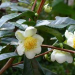 Camellia sinensis  flowers
