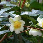 Camellia sinensis flowers