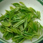 Camellia sinensis harvested leaves