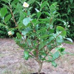 Camellia sinensis potted plant
