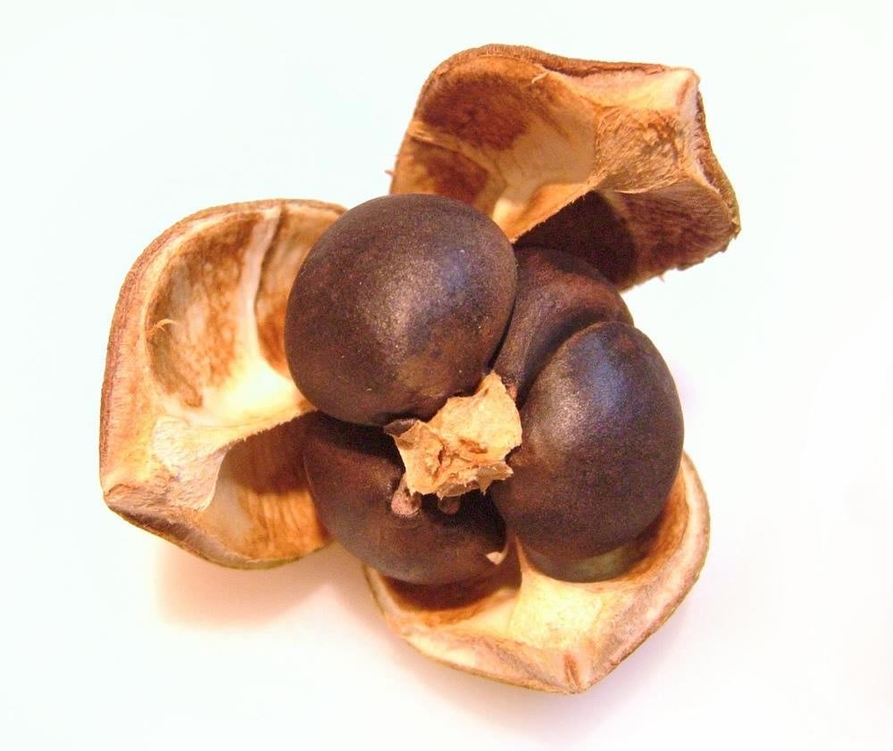 Camellia sinensis