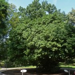 Camellia sinensis tree