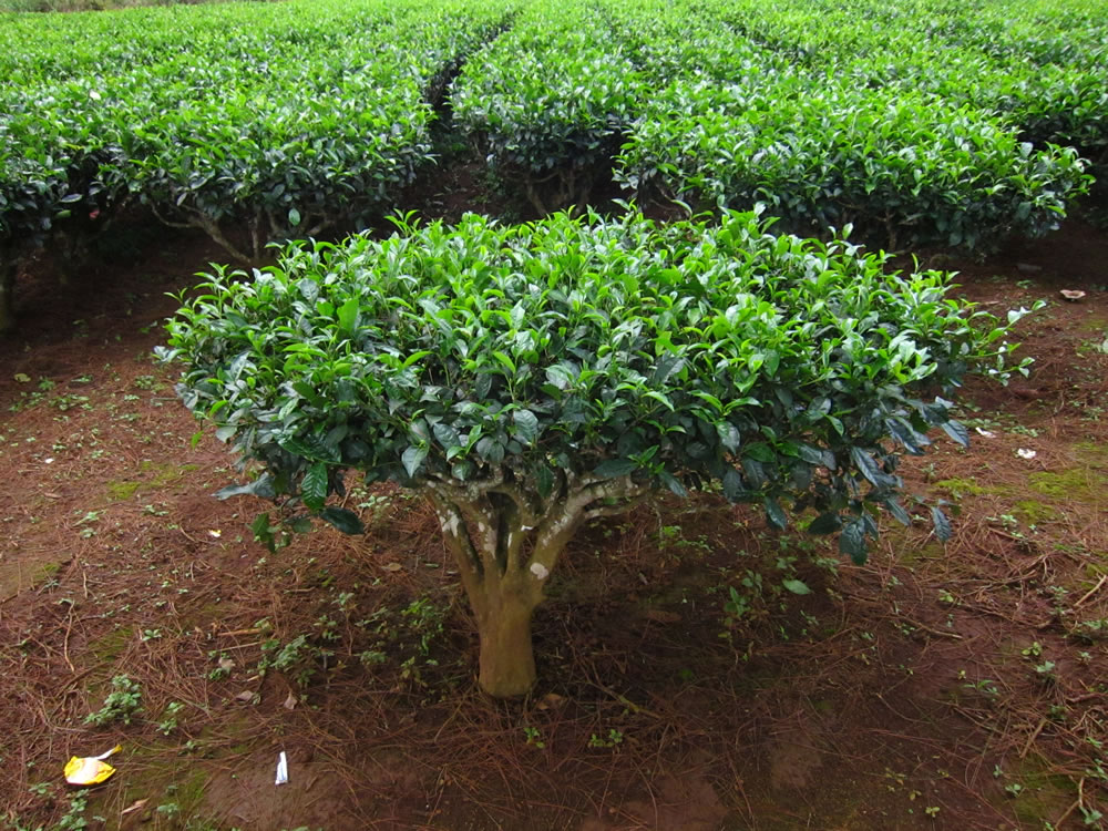 http://www.plantsrescue.com/wp-content/uploads/2014/09/Camellia-sinensis.jpg