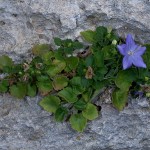 Campanula isophylla