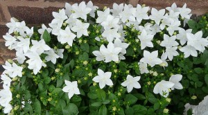 Campanula isophylla