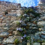 Campanula isophylla