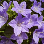 Campanula isophylla