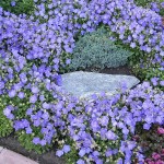 Campanula isophylla