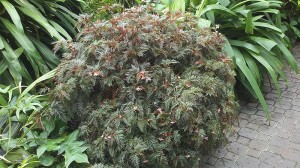 Begonia bipinnatifida 