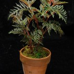 Begonia bipinnatifida