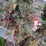 Begonia bipinnatifida